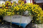 Floral St Brelade